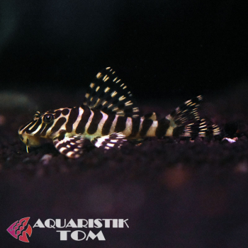 L134 Goldtigerharnischwels, Peckoltia sp. compta